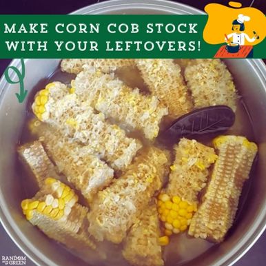 corn cob stock