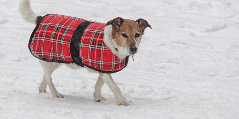 Are there eco-friendly alternatives to road salt?