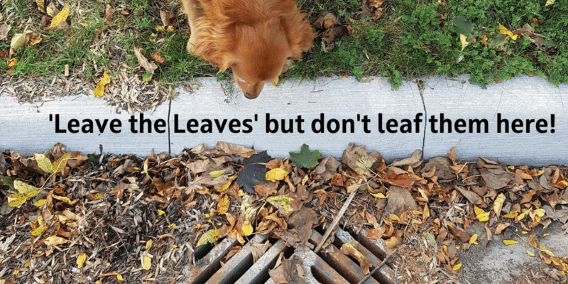 leave the leaves storm drain