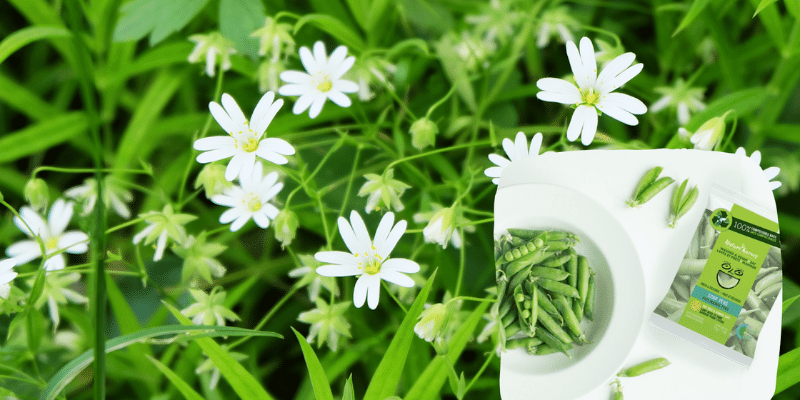 Edible Wilds Chickweed