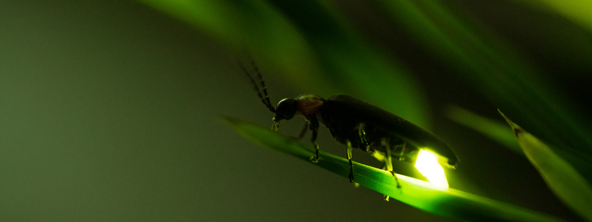 firefly biomimicry