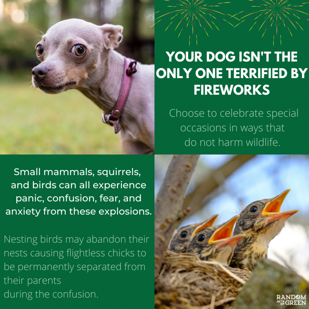 harmful effects of fireworks on animals