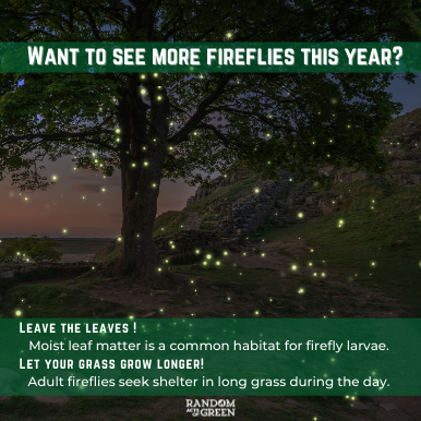 where to see fireflies