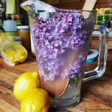 edible lilac recipes lemonade