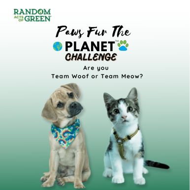 pet challenge