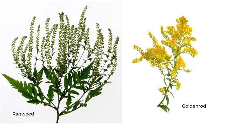 difference between ragweed and goldenrod