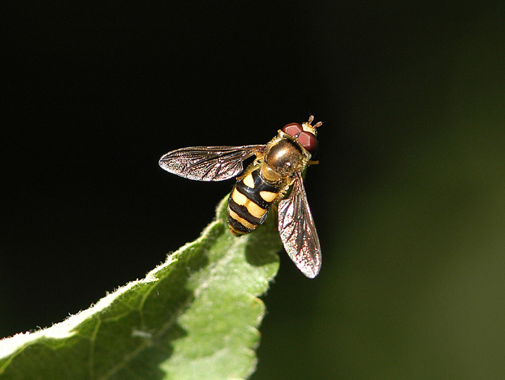 pollinating insects